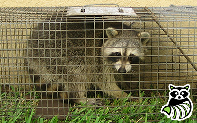 Efland trapping